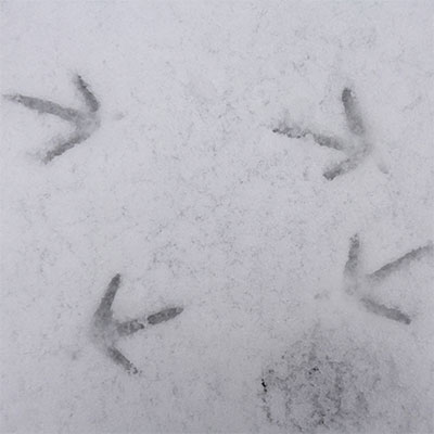 Reusch fiskebein på fransk.jpg