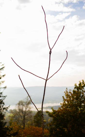 Reusch pinne_350x564.jpg